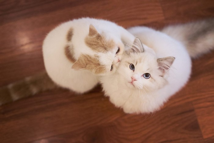 Two cats on a wooden floor