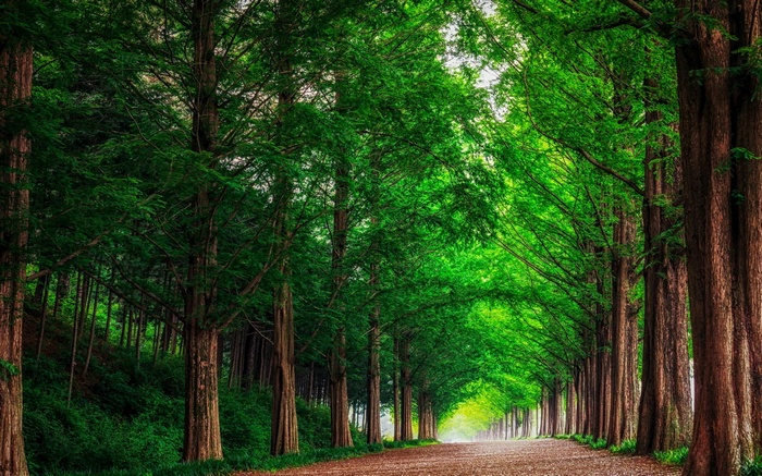 A tree-lined path in a forest