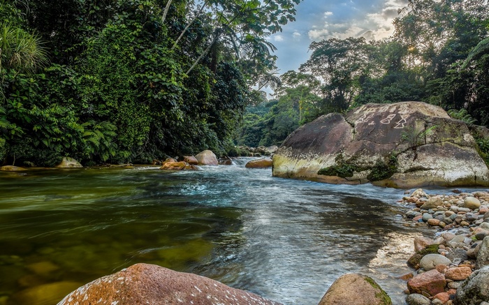 River flowing through a lush jungle with large boulders