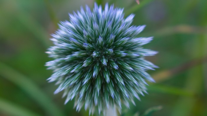 Close-up of a spiky blue and green flower