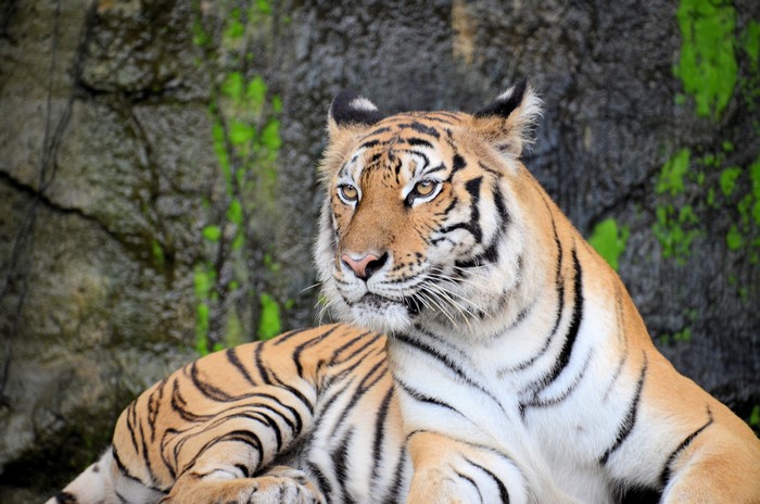 4K Tiger in Nature