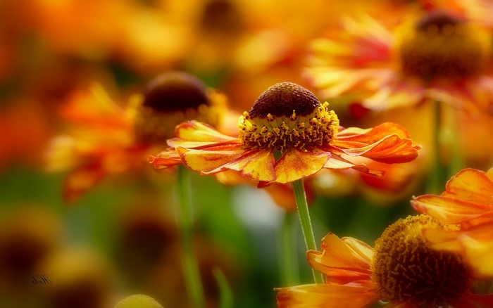 Orange and yellow flowers in a garden