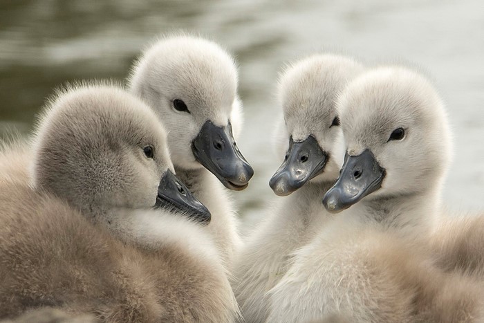 Four fluffy cygnets huddled together