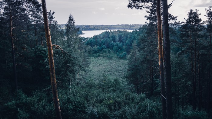 4K Lithuania forest landscape