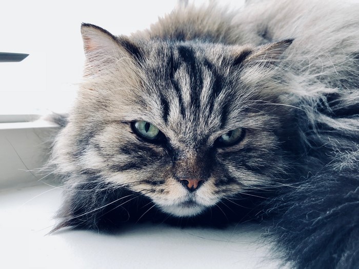 Close-up of a Maine Coon cat with green eyes