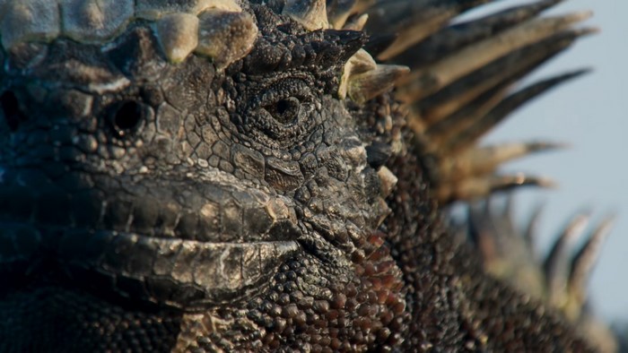 Close-up of a Marine Iguana's head