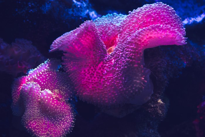 4K purple and pink coral underwater