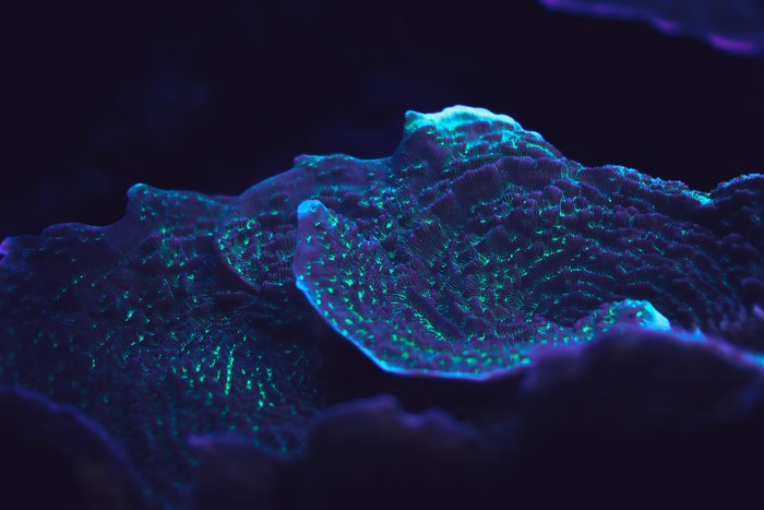 4K Blue Coral in Mexico