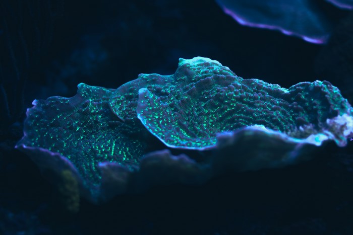 4K blue coral from Mexico