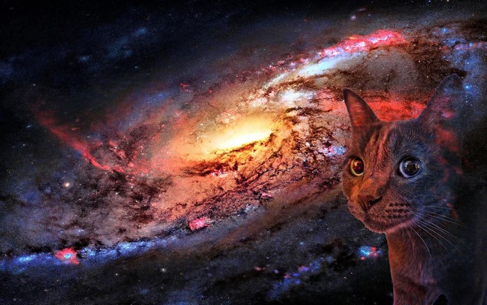 Cat in front of a swirling galaxy