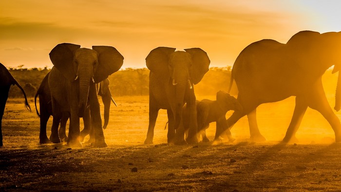 Elephants walking through dust at sunset in Africa