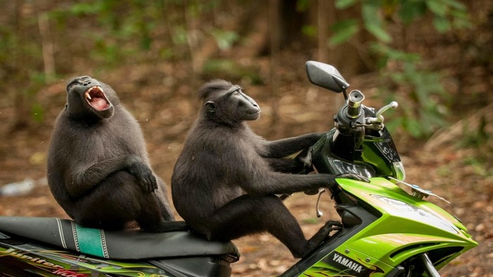 Two macaques on a Yamaha scooter in Indonesia