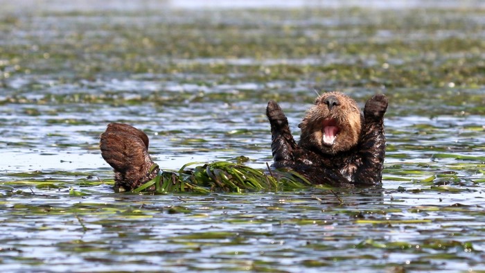 Sea otter floating in seaweed with mouth open