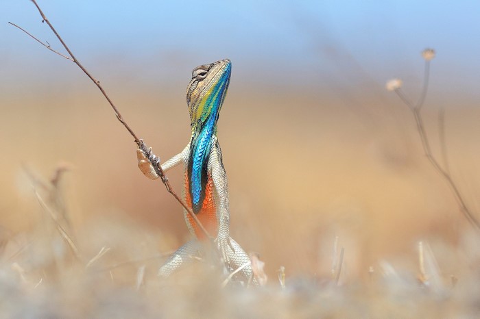 A colorful lizard grips a thin branch in dry grass