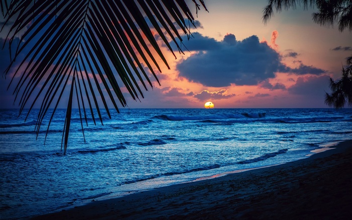 Sunset over the ocean with palm leaves