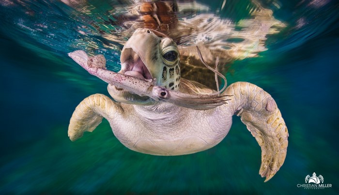 Sea turtle eating a squid underwater