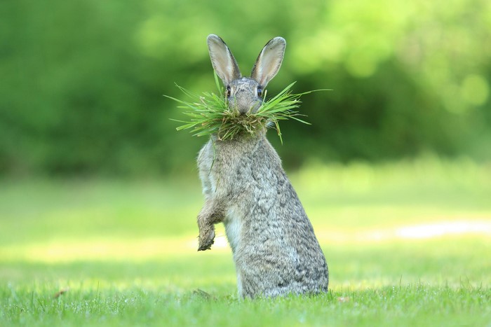 Rabbit standing with grass in its mouth