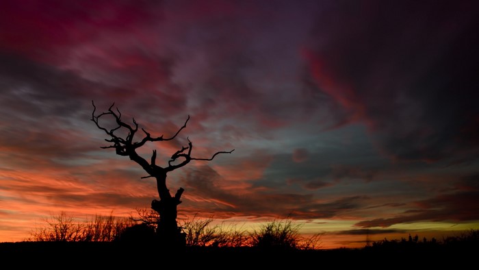 Silhouette of a dead tree against a dramatic sunset sky