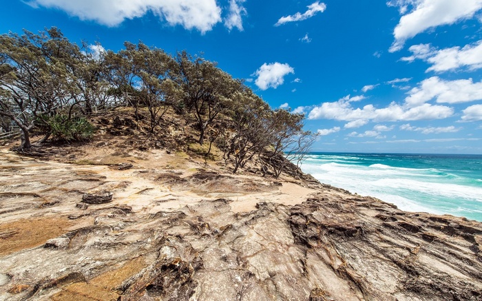 Rocky coastline with trees and ocean waves