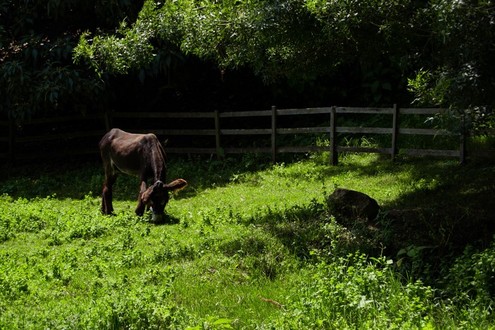 Donkey grazing in a field near Porto