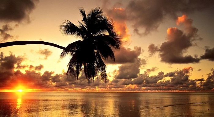 Palm tree silhouette at sunset over the ocean