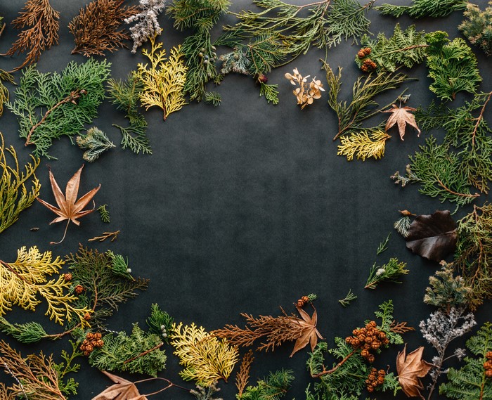 Fall leaves and evergreen branches frame dark background