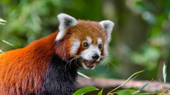 Red panda with mouth open in green foliage