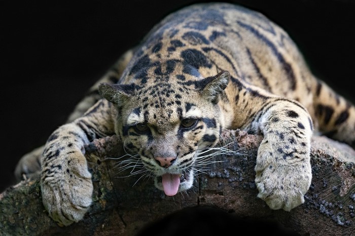 Clouded leopard lying on a log