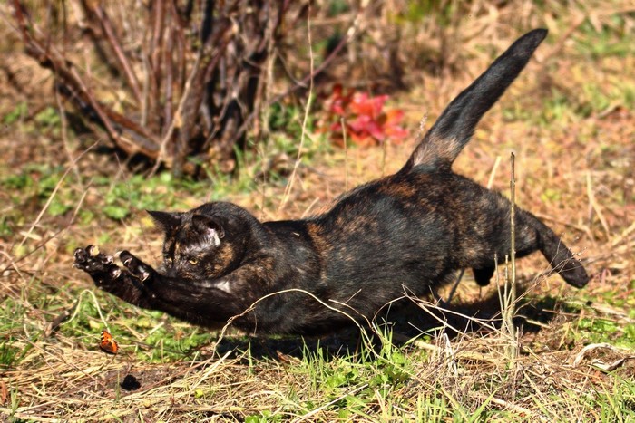 Tortoiseshell cat hunting a butterfly