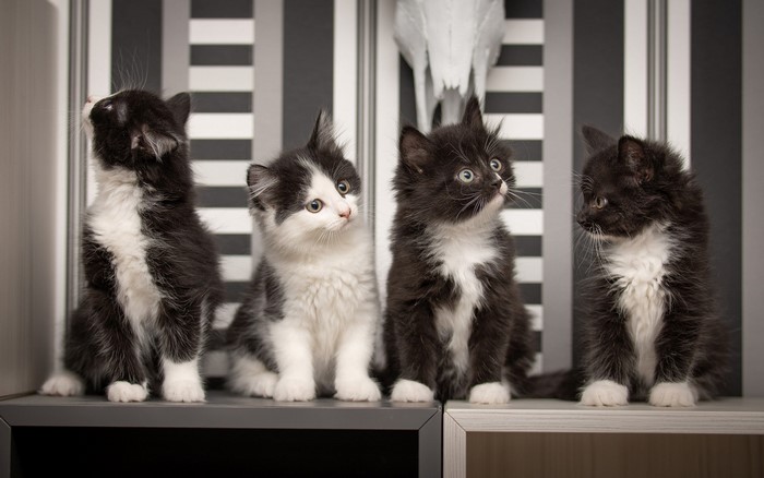 Four black and white kittens sitting on shelves