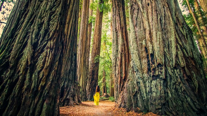 Woman in yellow dress walking in a redwood forest