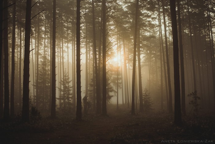 Misty forest with sunlight filtering through pine trees