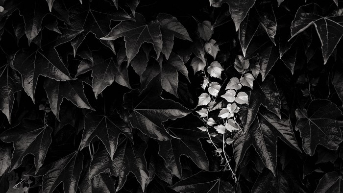Monochrome photography of ivy leaves with water drops