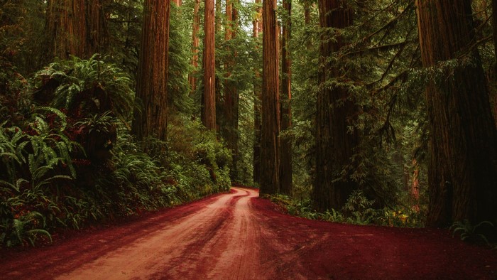 Dirt road through a redwood forest with ferns