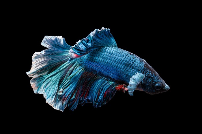 Blue Betta Fish with Flowing Fins