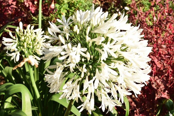 White Agapanthus flowers in bloom