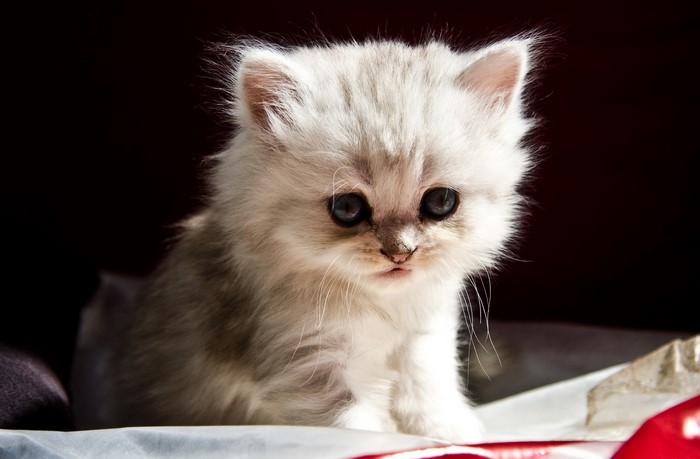 Fluffy white kitten with big blue eyes