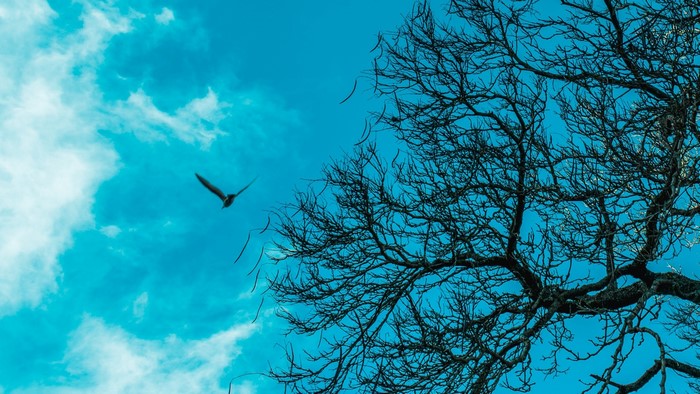 Bird flying near bare tree branches against cyan sky