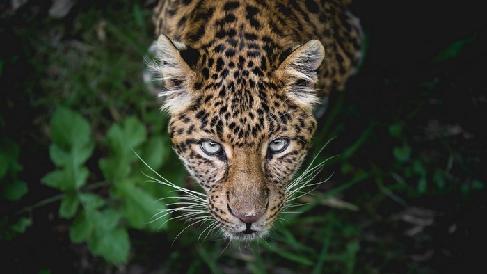 Leopard looking at viewer from above