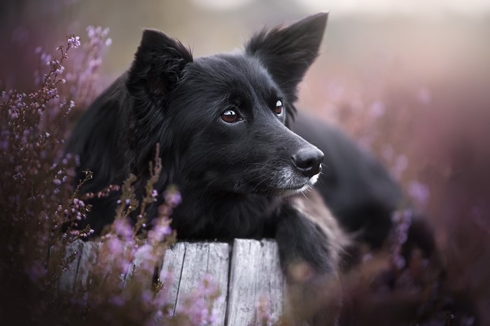 Black dog resting among purple flowers on a wooden stump
