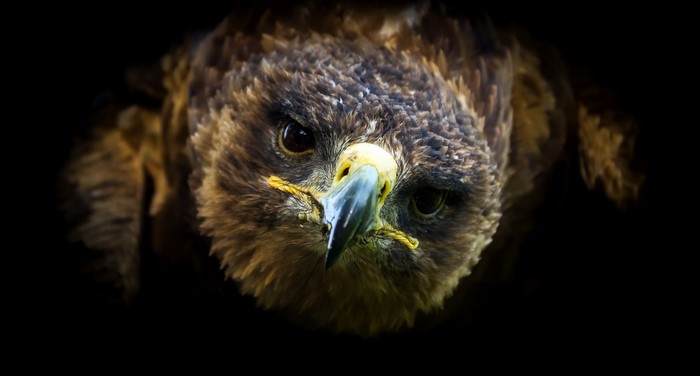 Close-up of a bird of prey with dark feathers