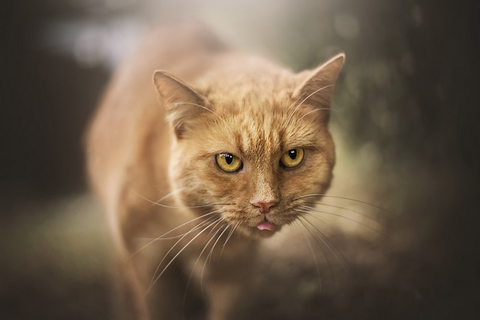 Orange cat with yellow eyes sticking out tongue