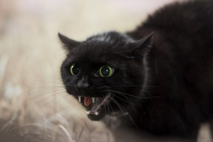 A black cat hisses with its mouth open