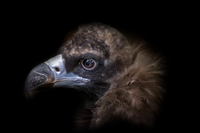 Close-up of a black vulture's head