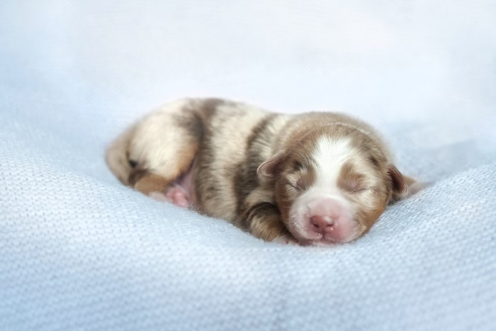 Newborn puppy sleeping on a blue blanket