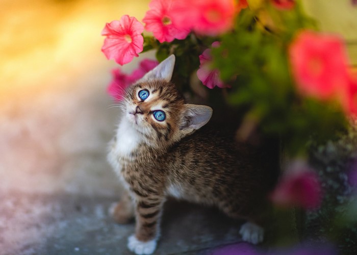 Kitten with blue eyes near pink flowers