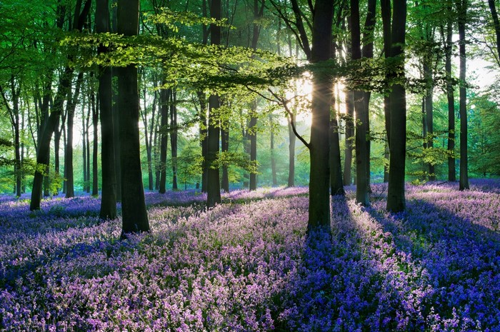 Sunlight filtering through trees onto a carpet of bluebells