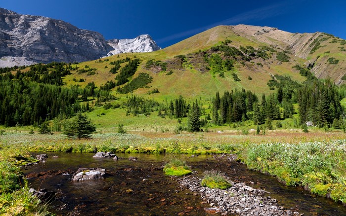 Mountain landscape with a stream and trees
