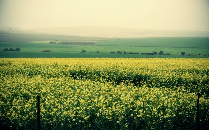 Field of yellow flowers with green hills