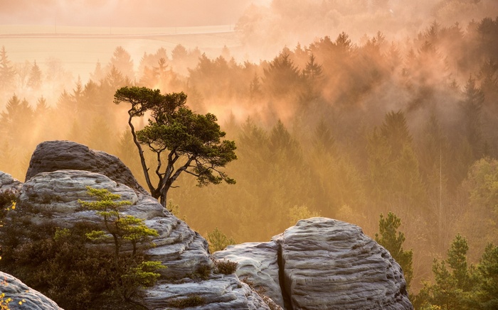 Misty forest with sunbeams over rocky terrain